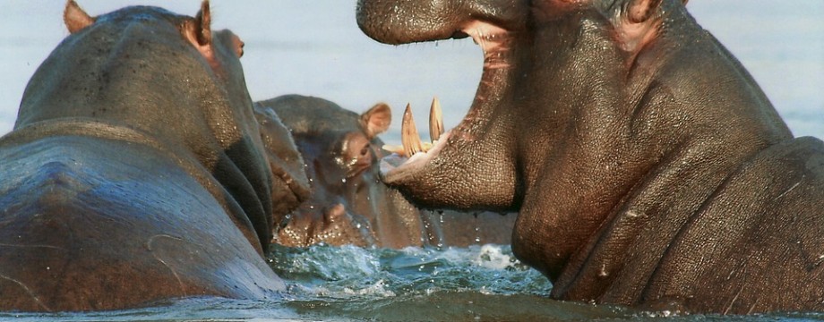 hippopotamus-95472_960_720