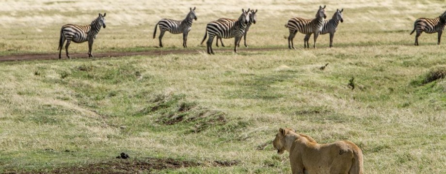 Bien choisir son appareil photo pour un safari